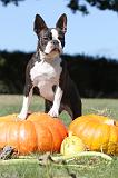 BOSTON TERRIER 058